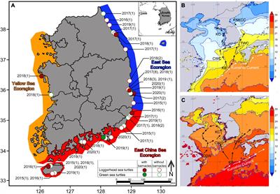Barnacle Epibiosis on Sea Turtles in Korea: A West Pacific Region With Low Occurrence and Intensity of Chelonibia testudinaria (Cirripedia: Chelonibiidae)